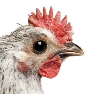 Koen Van Mechelen, The cosmopolitan Chicken -Breaking the cage ( Fayoumi/Mechelse Silky)